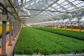 太陽光利用型植物工場